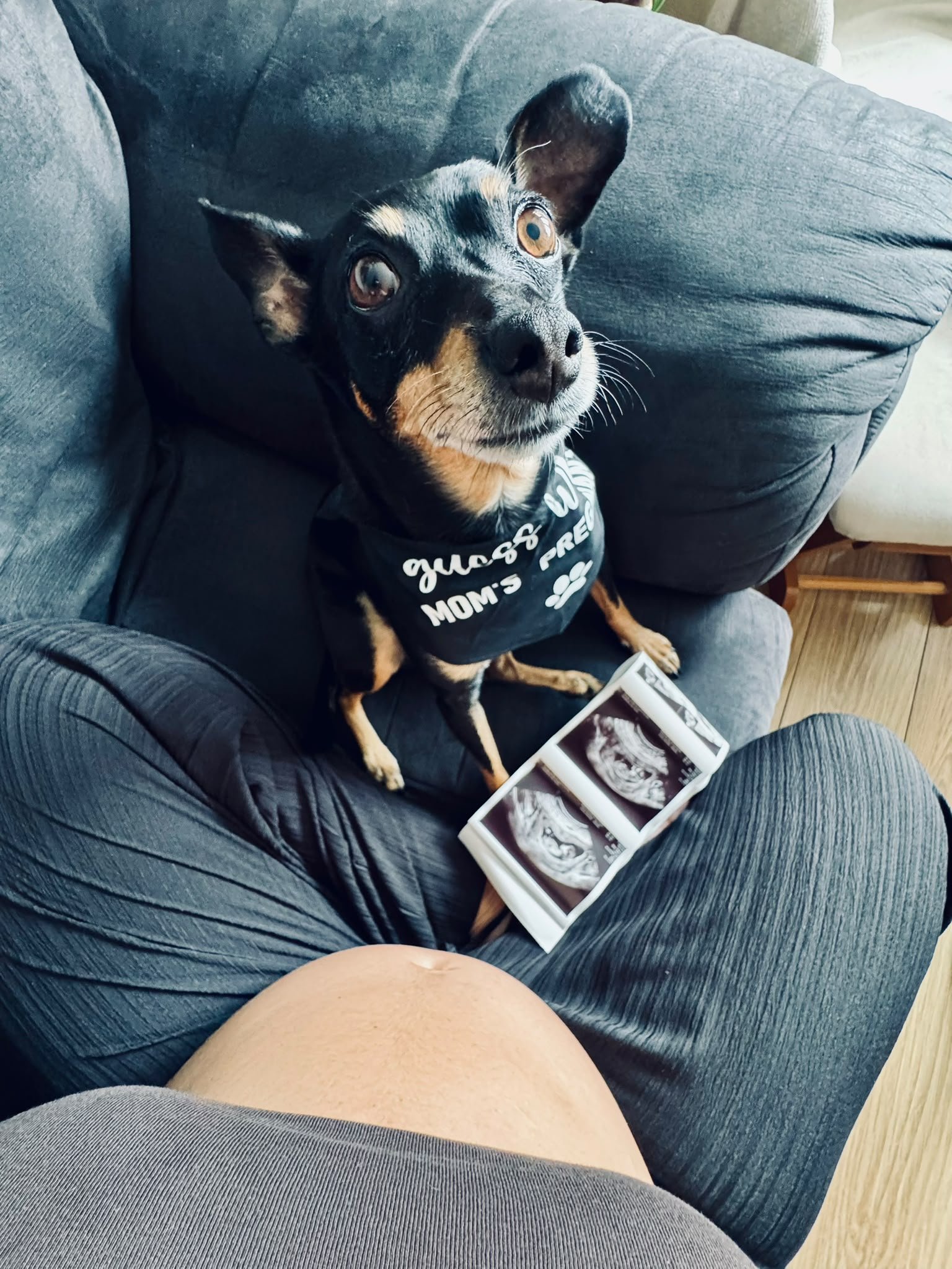Odie com as imagens do Baby Zayan